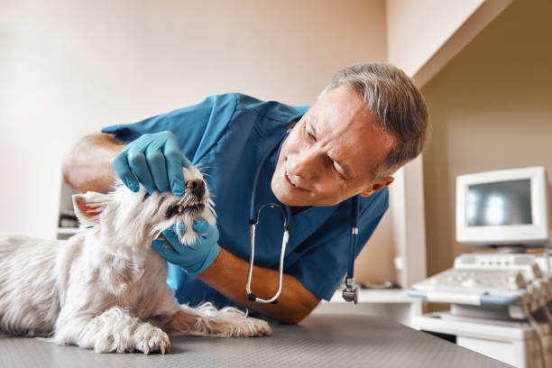 Best Walk-In Emergency Dental Services in Inez, TX